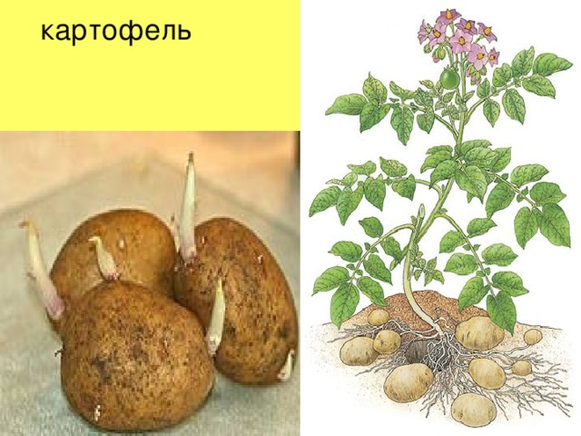 картофель