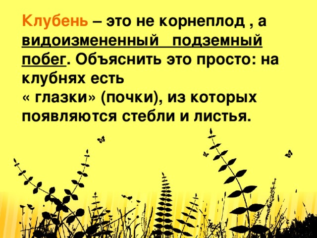 Клубень это не корнеплод , а видоизмененный подземный побег . Объяснить это просто: на клубнях есть  « глазки» (почки), из которых появляются стебли и листья