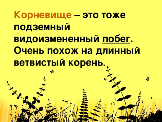 Корневище  – это тоже подземный видоизмененный  побег . Очень похож на длинный ветвистый корень