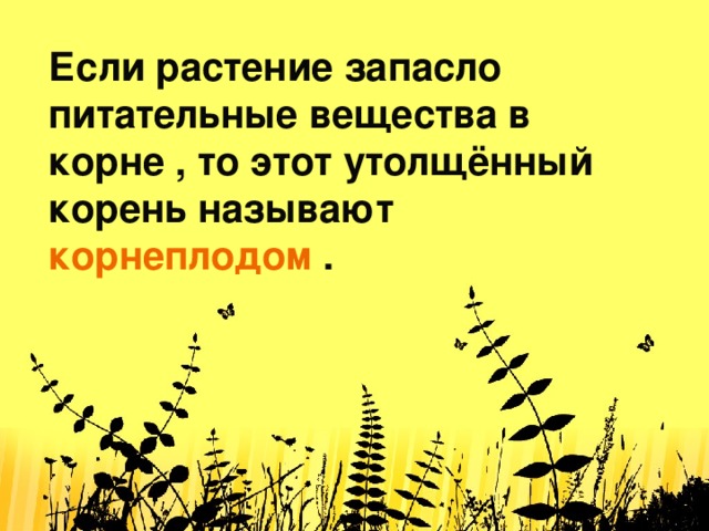 Если растение запасло питательные вещества в корне , то этот утолщённый корень называют корнеплодом   .