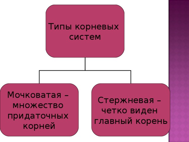 Типы корневых систем Мочковатая – множество придаточных корней Стержневая – четко виден главный корень