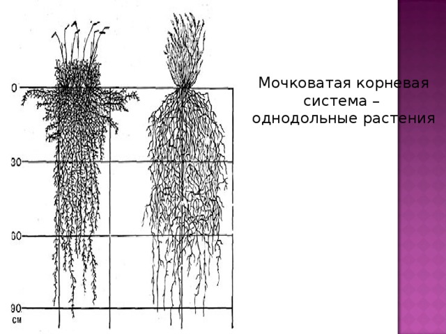 Главный корень у однодольных. Мочковатая корневая система у однодольных. Мочковатая корневая система у двудольных. Мочковатая корневая система злаковых. Строение мочковатой корневой системы пшеницы.