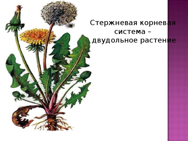 Стержневая корневая система – двудольное растение