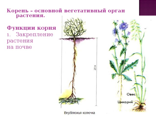 Корень – основной вегетативный орган растения.  Функции корня: Закрепление растения на почве