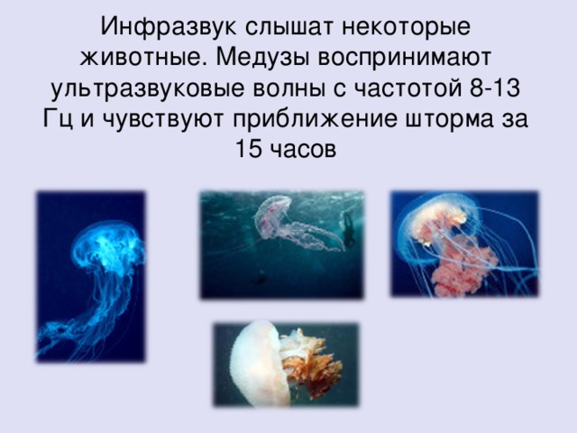 Инфразвук слышат некоторые животные. Медузы воспринимают ультразвуковые волны с частотой 8-13 Гц и чувствуют приближение шторма за 15 часов