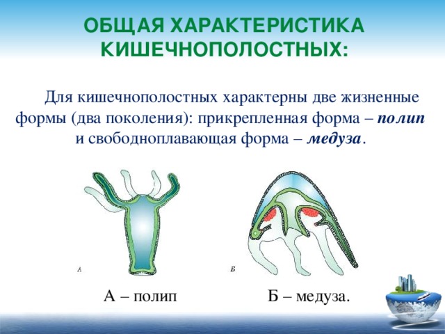Общая характеристика кишечнополостных: Для кишечнополостных характерны две жизненные формы (два поколения): прикрепленная форма – полип и свободноплавающая форма – медуза .  А – полип Б – медуза. 3