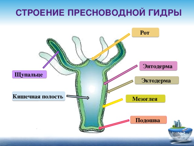 Строение пресноводной гидры Рот Энтодерма Щупальце Эктодерма Кишечная полость Мезоглея Подошва 3