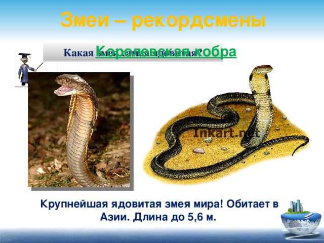 Змеи – рекордсмены Королевская кобра Какая змея самая ядовитая? Крупнейшая ядовитая змея мира! Обитает в Азии. Длина до 5,6 м. 10