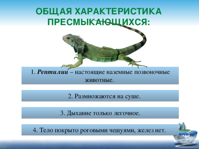 Общая характеристика пресмыкающихся: 1. Рептилии – настоящие наземные позвоночные животные. 2. Размножаются на суше. 3. Дыхание только легочное. 4. Тело покрыто роговыми чешуями, желез нет. 25