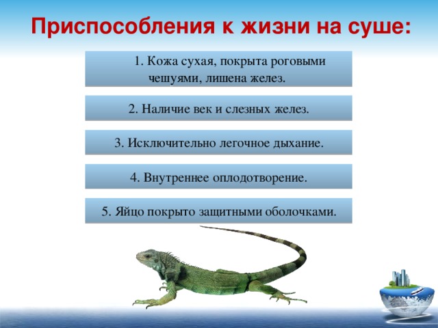 Приспособления к жизни на суше: 1. Кожа сухая, покрыта роговыми чешуями, лишена желез . 2. Наличие век и слезных желез. 3. Исключительно легочное дыхание. 4. Внутреннее оплодотворение. 5. Яйцо покрыто защитными оболочками. 25