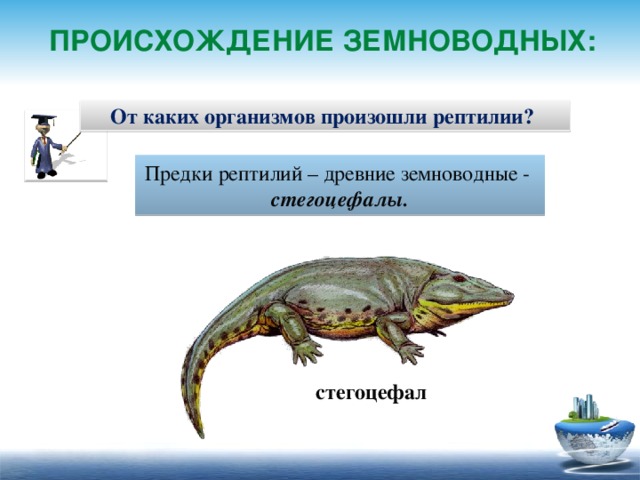 Происхождение земноводных: От каких организмов произошли рептилии? Предки рептилий – древние земноводные - стегоцефалы. стегоцефал 29