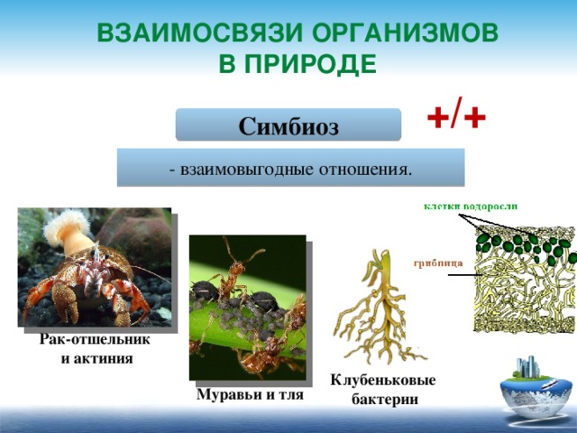 Взаимосвязи организмов в природе +/+ Симбиоз - взаимовыгодные отношения. Рак-отшельник и актиния Клубеньковые бактерии Муравьи и тля 8