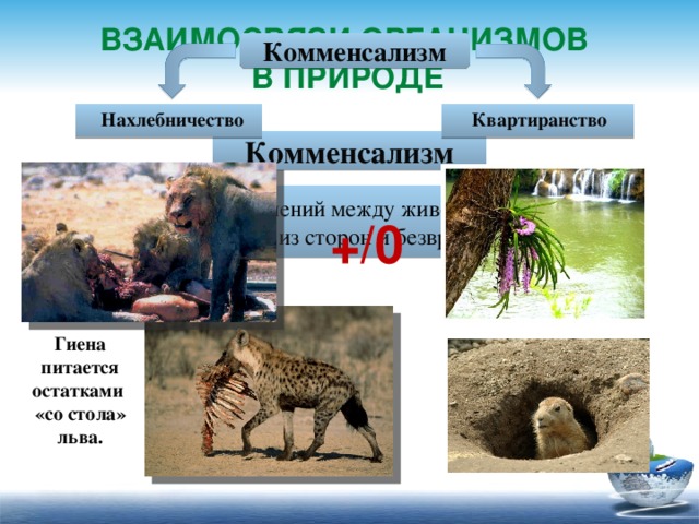 Взаимосвязи организмов в природе Комменсализм Квартиранство Нахлебничество    Комменсализм - тип взаимоотношений между животными, которые полезны для одной из сторон и безвредны для другой. +/0 Гиена питается остатками «со стола» льва. 9