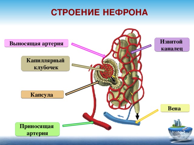 Строение нефрона Извитой каналец Выносящая артерия Капиллярный  клубочек Капсула Вена Приносящая артерия