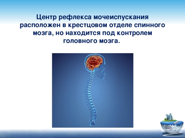 Центр рефлекса мочеиспускания расположен в крестцовом отделе спинного мозга, но находится под контролем головного мозга.