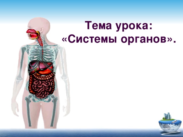 Тема урока: «Системы органов».