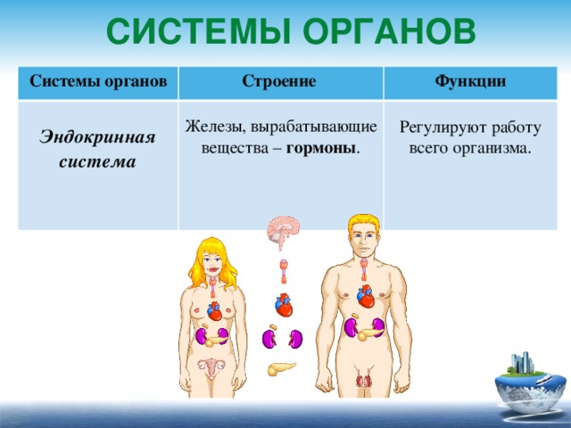 Системы органов Системы органов  Строение Функции Эндокринная система Железы, вырабатывающие вещества – гормоны . Регулируют работу всего организма.