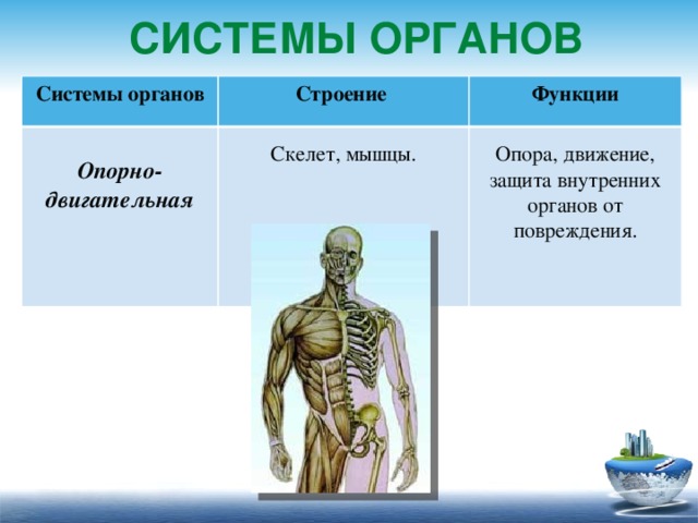 Системы органов Системы органов  Строение Функции Опорно-двигательная Опора, движение, защита внутренних органов от повреждения. Скелет, мышцы.