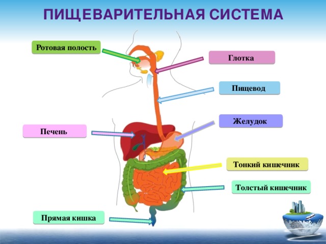 Строение пищевода человека фото с описанием