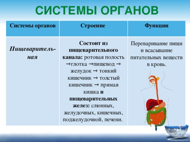 Системы органов Системы органов  Строение Функции Пищеваритель-ная Состоит из пищеварительного канала: ротовая полость →глотка →пищевод → желудок → тонкий кишечник → толстый кишечник → прямая кишка и пищеварительных желез: слюнных, желудочных, кишечных, поджелудочной, печени. Переваривание пищи и всасывание питательных веществ в кровь.