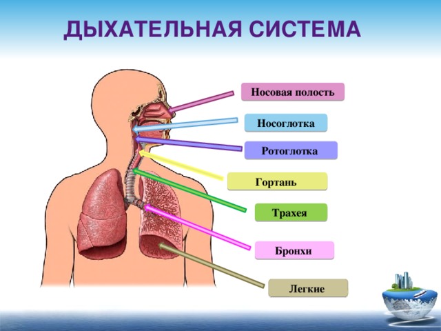 Дыхательная система Носовая полость Носоглотка Ротоглотка Гортань Трахея Бронхи Легкие