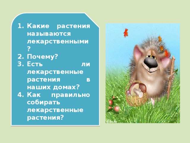 Какие растения называются лекарственными? Почему? Есть ли лекарственные растения в наших домах? Как правильно собирать лекарственные растения?