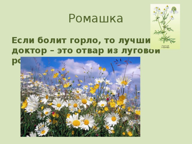 Ромашка Если болит горло, то лучший доктор – это отвар из луговой ромашки.