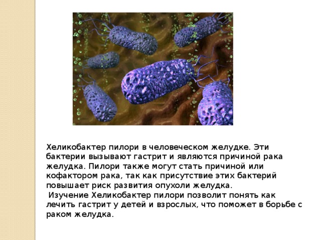 Бактерии в желудке хеликобактер симптомы и лечение. Бактерия хеликобактер пилори. Микроорганизмы в желудке. Бактерии в желудке хеликобактер.