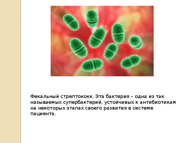 Фекальный стрептококк. Эта бактерия – одна из так называемых супербактерий, устойчивых к антибиотикам на некоторых этапах своего развития в системе пациента.