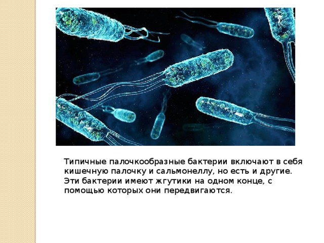 Типичные палочкообразные бактерии включают в себя кишечную палочку и сальмонеллу, но есть и другие. Эти бактерии имеют жгутики на одном конце, с помощью которых они передвигаются.