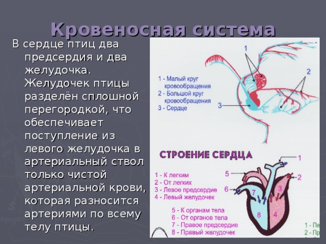Кровеносная система В сердце птиц два предсердия и два желудочка. Желудочек птицы разделён сплошной перегородкой, что обеспечивает поступление из левого желудочка в артериальный ствол только чистой артериальной крови, которая разносится артериями по всему телу птицы.