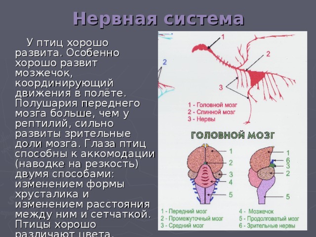 Нервная система  У птиц хорошо развита. Особенно хорошо развит мозжечок, координирующий движения в полёте. Полушария переднего мозга больше, чем у рептилий, сильно развиты зрительные доли мозга. Глаза птиц способны к аккомодации (наводке на резкость) двумя способами: изменением формы хрусталика и изменением расстояния между ним и сетчаткой. Птицы хорошо различают цвета. Вообще зрение у птиц развито лучше, чем слух.