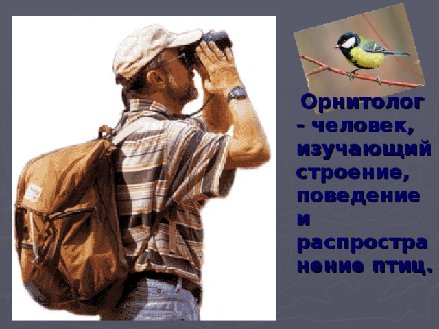 Орнитолог - человек , изучающи й строение, поведение и распространение птиц.