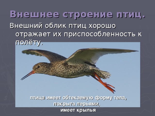 Внешнее строение птиц. Внешний облик птиц хорошо отражает их приспособленность к полёту. птица имеет обтекаемую форму тела, покрыта перьями, имеет крылья