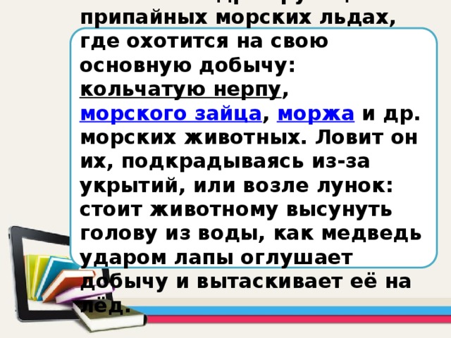 Обитает на дрейфующих и припайных морских льдах, где охотится на свою основную добычу: кольчатую нерпу , морского зайца , моржа и др. морских животных. Ловит он их, подкрадываясь из-за укрытий, или возле лунок: стоит животному высунуть голову из воды, как медведь ударом лапы оглушает добычу и вытаскивает её на лёд.