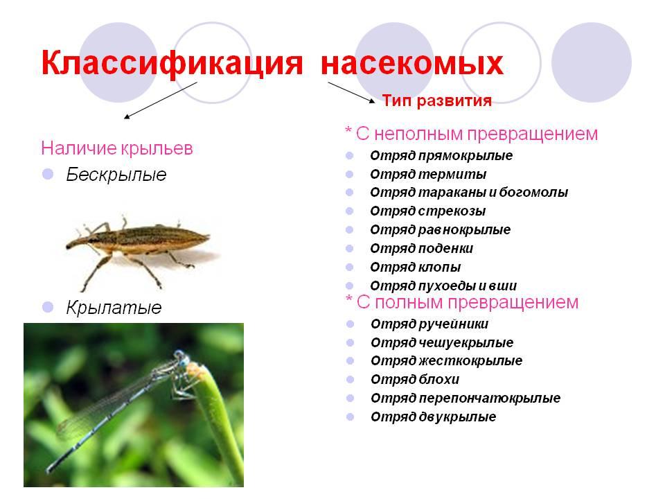 Какой тип развития характерен для бражника липового изображенного на рисунке