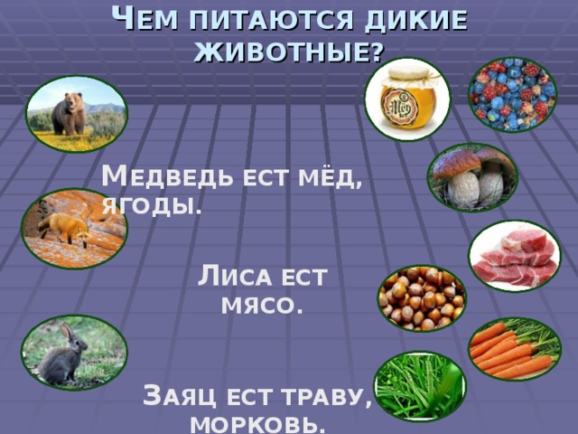 Ч ЕМ ПИТАЮТСЯ ДИКИЕ ЖИВОТНЫЕ? М ЕДВЕДЬ ЕСТ МЁД, ЯГОДЫ. Л ИСА  ЕСТ МЯСО . З АЯЦ ЕСТ ТРАВУ, МОРКОВЬ.