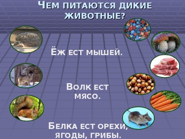 Ч ЕМ ПИТАЮТСЯ ДИКИЕ ЖИВОТНЫЕ? Ё Ж ЕСТ МЫШЕЙ. В ОЛК ЕСТ МЯСО. Б ЕЛКА ЕСТ ОРЕХИ, ЯГОДЫ, ГРИБЫ.