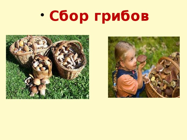 Сбор грибов