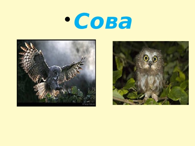 Сова