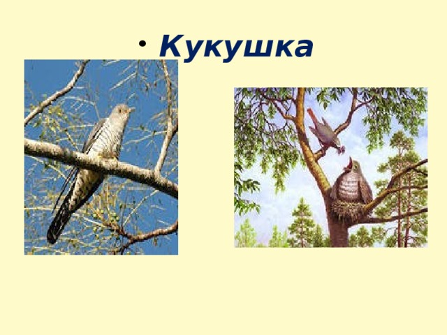 Кукушка