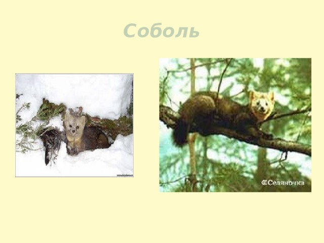 Соболь