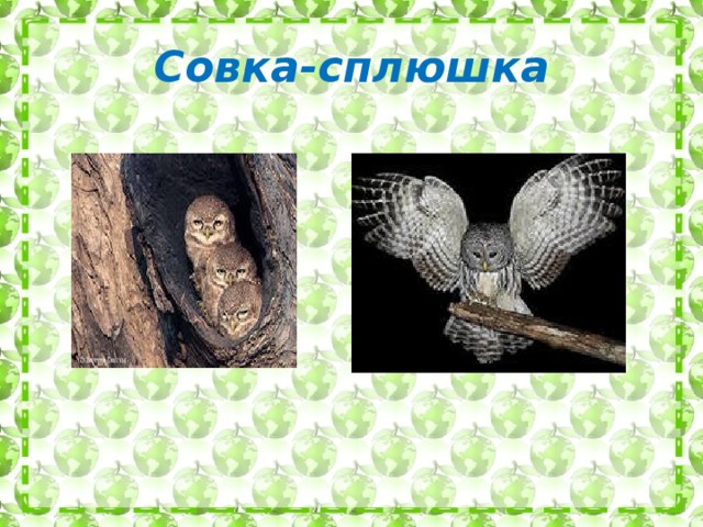 Совка-сплюшка