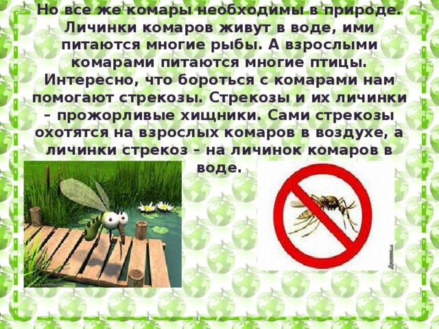 Но все же комары необходимы в природе. Личинки комаров живут в воде, ими питаются многие рыбы. А взрослыми комарами питаются многие птицы. Интересно, что бороться с комарами нам помогают стрекозы. Стрекозы и их личинки – прожорливые хищники. Сами стрекозы охотятся на взрослых комаров в воздухе, а личинки стрекоз – на личинок комаров в воде.