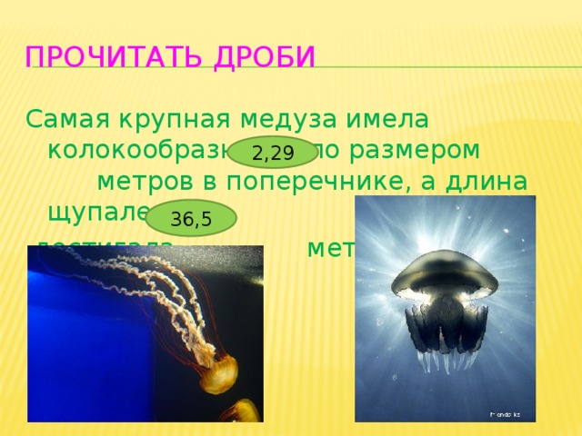 Прочитать дроби Самая крупная медуза имела колокообразное тело размером метров в поперечнике, а длина щупалец  достигала метров 2,29 36,5