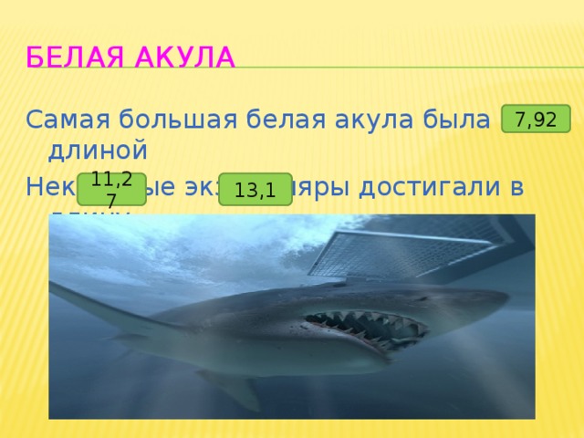 Белая акула Самая большая белая акула была длиной Некоторые экземпляры достигали в длину  и метров 7,92 11,27 13,1