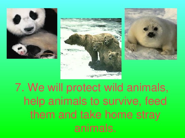 7. We will protect wild animals, help animals to survive, feed them and take home stray animals.