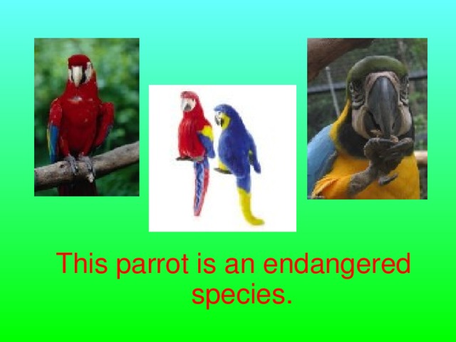 This parrot is an endangered species.