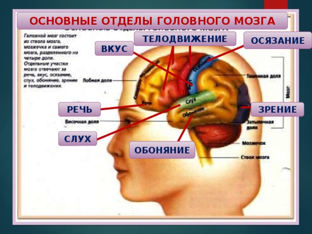 ОСНОВНЫЕ ОТДЕЛЫ ГОЛОВНОГО МОЗГА ТЕЛОДВИЖЕНИЕ ОСЯЗАНИЕ ВКУС РЕЧЬ ЗРЕНИЕ СЛУХ ОБОНЯНИЕ