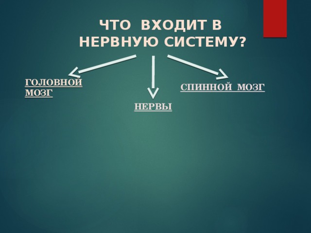 ЧТО ВХОДИТ В  НЕРВНУЮ СИСТЕМУ? ГОЛОВНОЙ МОЗГ СПИННОЙ МОЗГ НЕРВЫ